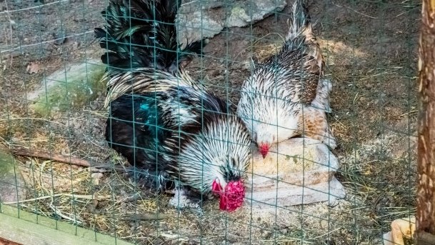 Mini Zoo w Polskiej Wsi - zdjęcie 15