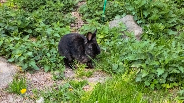 Mini Zoo w Polskiej Wsi - zdjęcie 14