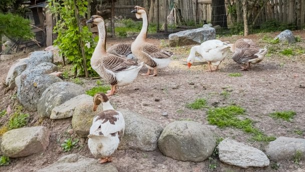 Mini Zoo w Polskiej Wsi - zdjęcie 13