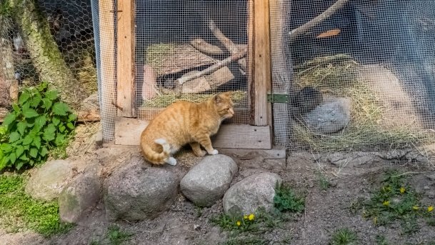 Mini Zoo w Polskiej Wsi - zdjęcie 12