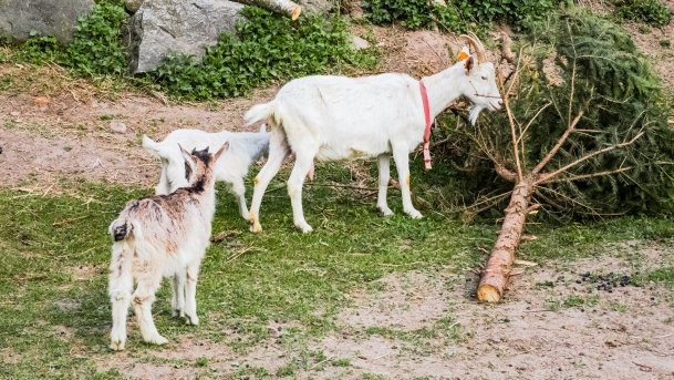 Mini Zoo w Polskiej Wsi - zdjęcie 11