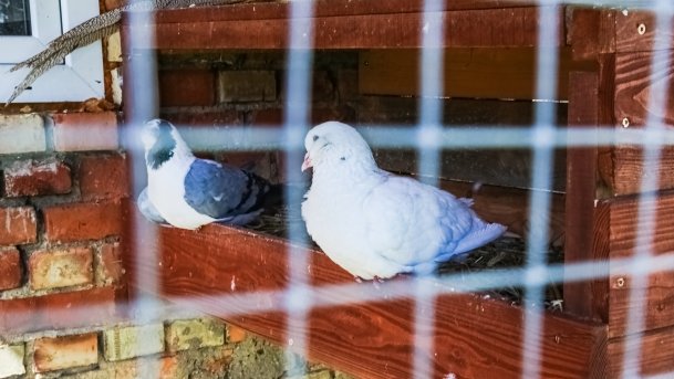 Mini ZOO Małe Ranczo - zdjęcie 16