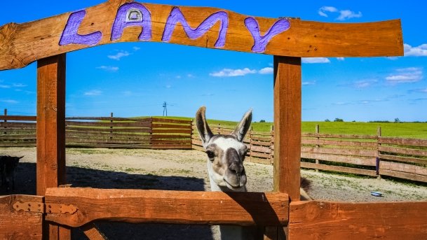 Mini ZOO Małe Ranczo - zdjęcie 15