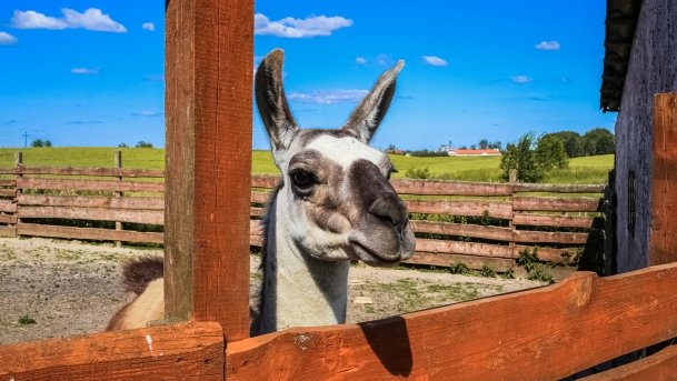 Mini ZOO Małe Ranczo - zdjęcie 14