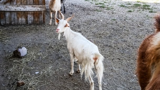 Mini ZOO Małe Ranczo - zdjęcie 13