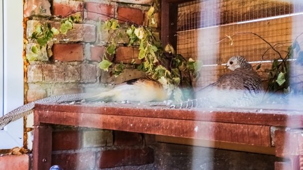 Mini ZOO Małe Ranczo - zdjęcie 11