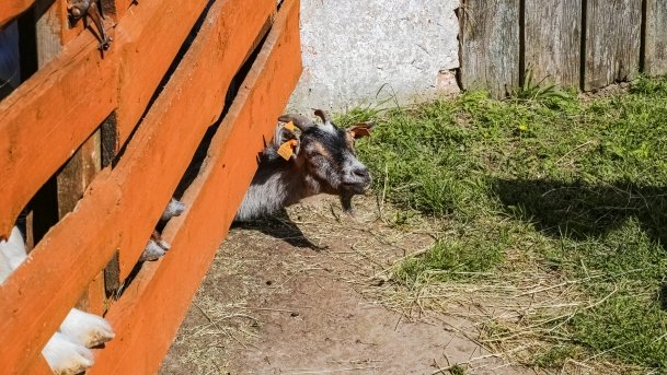 Mini ZOO Małe Ranczo - zdjęcie 10