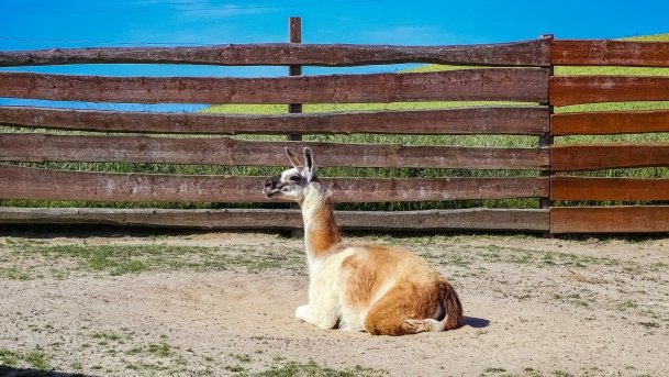 Mini ZOO Małe Ranczo - zdjęcie 9