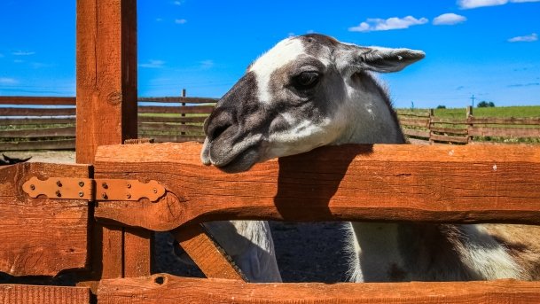 Mini ZOO Małe Ranczo - zdjęcie 8
