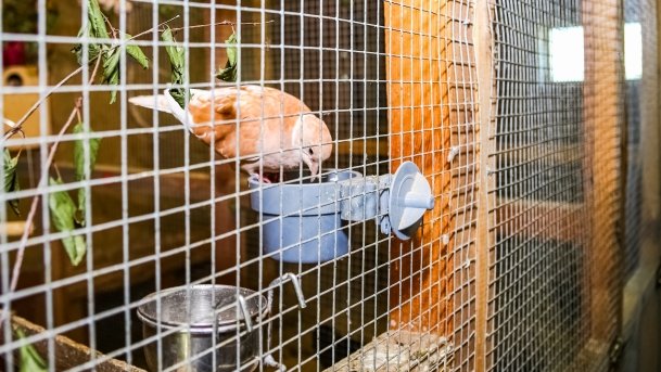 Mini ZOO Małe Ranczo - zdjęcie 6