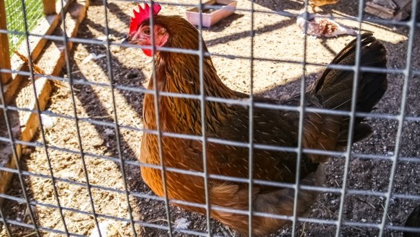 Mini ZOO Małe Ranczo - zdjęcie 5