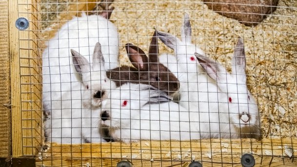 Mini ZOO Małe Ranczo - zdjęcie 4