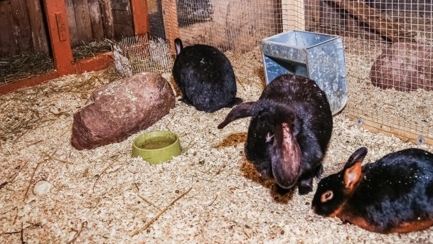 Mini ZOO Małe Ranczo - zdjęcie 3