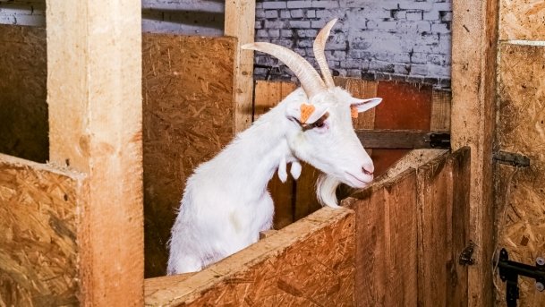 Mini ZOO Małe Ranczo - zdjęcie 2