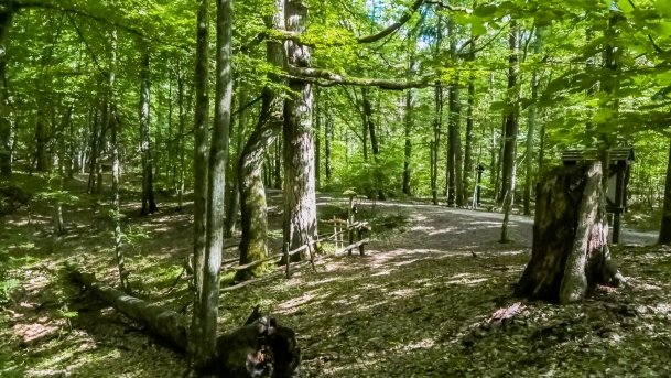 Rezerwat Przyrody Zakręt - zdjęcie 29