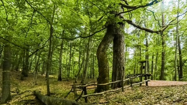 Rezerwat Przyrody Zakręt - zdjęcie 28