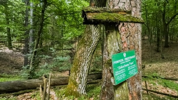 Rezerwat Przyrody Zakręt - zdjęcie 27