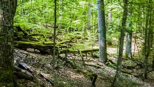 Rezerwat Przyrody Zakręt - zdjęcie 25