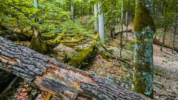 Rezerwat Przyrody Zakręt - zdjęcie 24