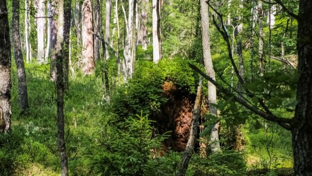 Rezerwat Przyrody Zakręt - zdjęcie 20