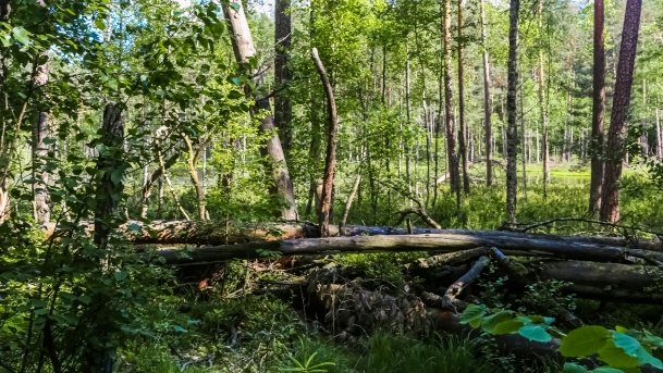 Rezerwat Przyrody Zakręt - zdjęcie 19