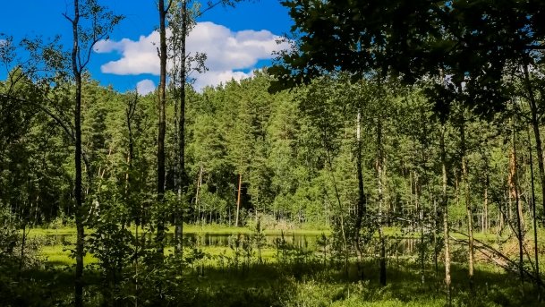 Rezerwat Przyrody Zakręt - zdjęcie 17