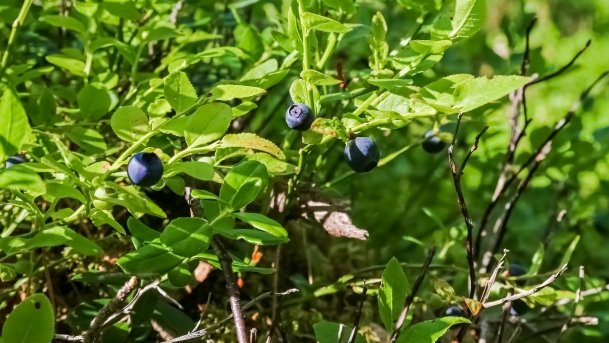 Rezerwat Przyrody Zakręt - zdjęcie 11