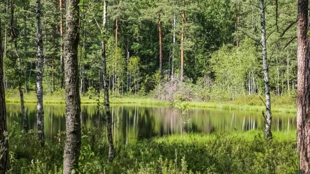 Rezerwat Przyrody Zakręt - zdjęcie 9