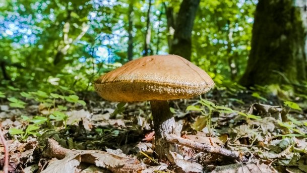 Rezerwat Przyrody Zakręt - zdjęcie 4