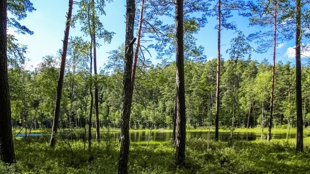 Rezerwat Przyrody Zakręt - zdjęcie 3