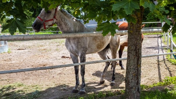 Stadnia Koni Kierzbuń - zdjęcie 33