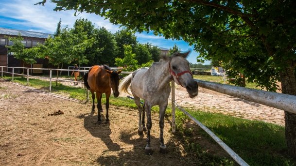 Stadnia Koni Kierzbuń - zdjęcie 28
