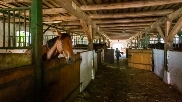 Stadnia Koni Kierzbuń - zdjęcie 27