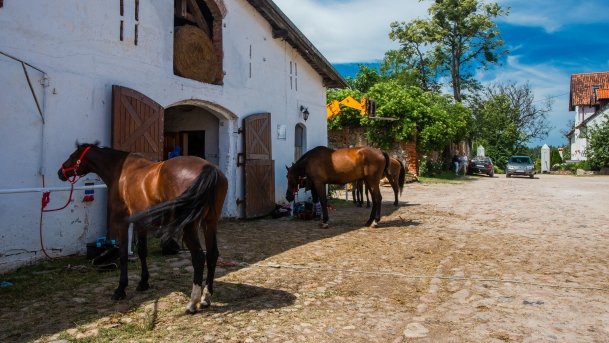 Stadnia Koni Kierzbuń - zdjęcie 26