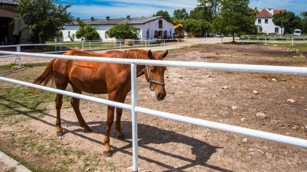 Stadnia Koni Kierzbuń - zdjęcie 24