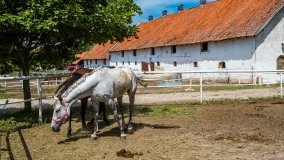 Stadnia Koni Kierzbuń