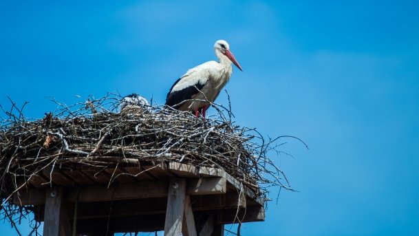 Stadnia Koni Kierzbuń - zdjęcie 18