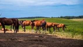 Stadnia Koni Kierzbuń