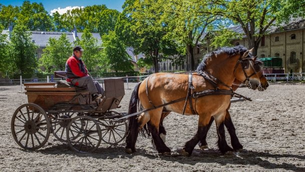 Stado Ogierów w Kętrzynie - zdjęcie 50