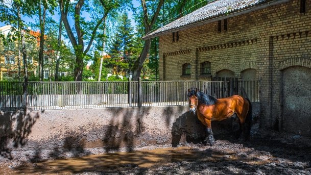 Stado Ogierów w Kętrzynie - zdjęcie 43