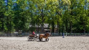 Stado Ogierów w Kętrzynie