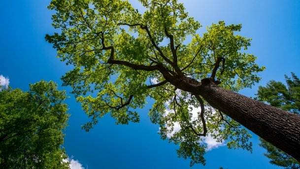 Stado Ogierów w Kętrzynie - zdjęcie 39