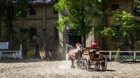 Stado Ogierów w Kętrzynie