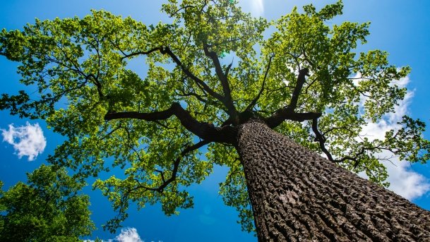 Stado Ogierów w Kętrzynie - zdjęcie 37