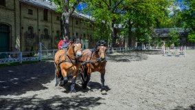 Stado Ogierów w Kętrzynie