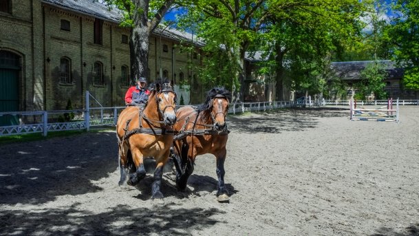 Stado Ogierów w Kętrzynie - zdjęcie 36