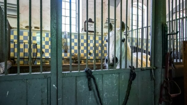 Stado Ogierów w Kętrzynie - zdjęcie 35