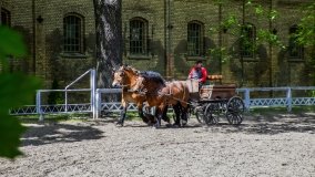 Stado Ogierów w Kętrzynie