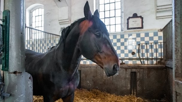 Stado Ogierów w Kętrzynie - zdjęcie 31