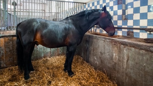 Stado Ogierów w Kętrzynie - zdjęcie 29